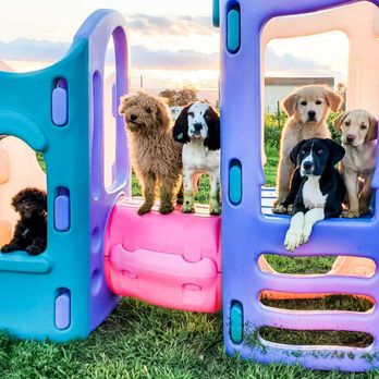 My Clever Canine Dog Training - Programs for puppies from 8 weeks to 18 weeks. - Pet Training Near Me My Clever Canine Dog Training - Programs for puppies from 8 weeks to 18 weeks. - Pet Training Near Me