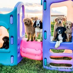 My Clever Canine Dog Training - Programs for puppies from 8 weeks to 18 weeks.