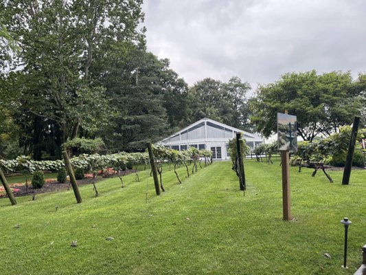 Crossing Vineyards and Winery by null