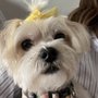 Photo of Classy Canine Creations