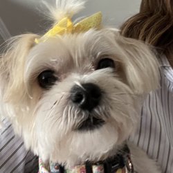 Classy Canine Creations