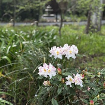 Dawn Ranch - Spring florals - Hotels Near Me - Guerneville, California Dawn Ranch - Spring florals - Hotels Near Me - Guerneville, California