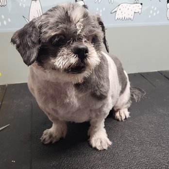 Dirty Paws Cottage - Pet Groomers Near Me - Mount Carmel, Tennessee