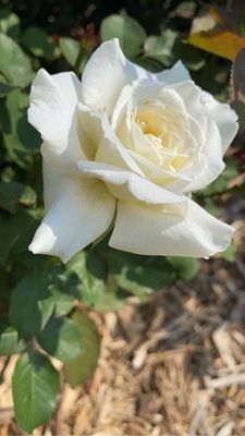 Ritter Park Rose Garden by null