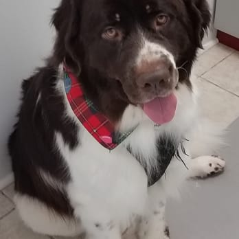 Dirty Dog Solutions - Pet Groomers Near Me - Newtown Square, Pennsylvania