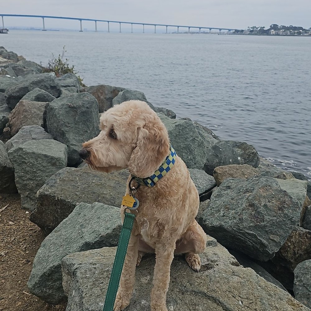 City Dog - Very clean groom. Perfect  Listened to each detail and met every request I made. Thank you Alicia at City Dog. - Pet Stores Near Me - San Diego, California