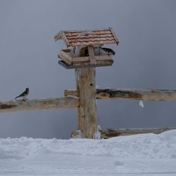 Plosehütte - Bergfinken auf der Plose.