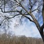 Photo of Deep Roots Tree Service