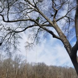 Deep Roots Tree Service