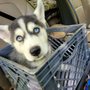 Wolffe Puppy Training