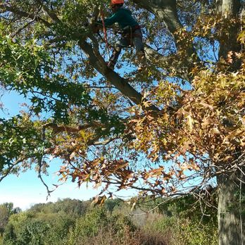 Stiefel Lawn & Tree Services - a man in a tree - Landscaping Near Me Stiefel Lawn & Tree Services - a man in a tree - Landscaping Near Me