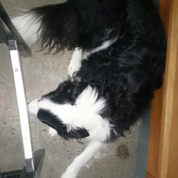 Brewery Dog Brewery Dog