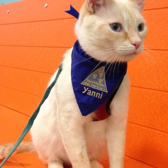 The Cat Concierge - My cat Yanni when he was a Registered Pet Partners Therapy cat, visiting people in nursing homes - Pet Sitting Near Me The Cat Concierge - My cat Yanni when he was a Registered Pet Partners Therapy cat, visiting people in nursing homes - Pet Sitting Near Me