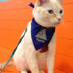 The Cat Concierge - My cat Yanni when he was a Registered Pet Partners Therapy cat, visiting people in nursing homes
