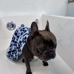 Self Service: Bathing the anxious Frenchie Self Service: Bathing the anxious Frenchie