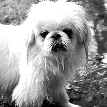 Paws in Good Hands - The Predator - Dog Walkers Near Me Paws in Good Hands - The Predator - Dog Walkers Near Me