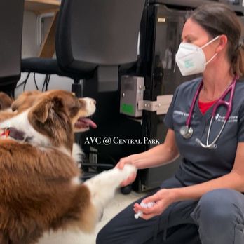 Austin Vet Care At Central Park 55 Photos 322 Reviews Veterinarians 4106 N Lamar Blvd Austin Tx Phone Number