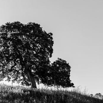 Shell Ridge Open Space - Shell Ridge Open Space - Hiking Near Me - Walnut Creek, California