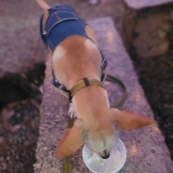 Gazebo Gardens - Saint having a puppacino from oh my crepes - Nurseries & Gardening Near Me - Fresno, California Gazebo Gardens - Saint having a puppacino from oh my crepes - Nurseries & Gardening Near Me - Fresno, California