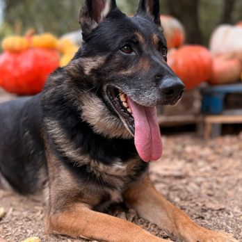 Taylor Made Working Dogs - Pet Training Near Me - Ramona, California Taylor Made Working Dogs - Pet Training Near Me - Ramona, California