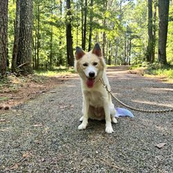 Kenwood Park - Dog walking
