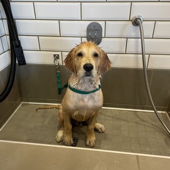 Petco - he's happy i swear hehe - Pet Stores Near Me - Poway, California
