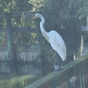 Cantina Louie - Bird on patio - Mexican Near Me - Fernandina Beach, Florida Cantina Louie - Bird on patio - Mexican Near Me - Fernandina Beach, Florida