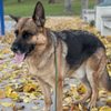 K-9 City gift card