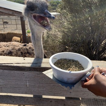 Ostrichland USA - Attraction Farms Near Me - Solvang, California Ostrichland USA - Attraction Farms Near Me - Solvang, California