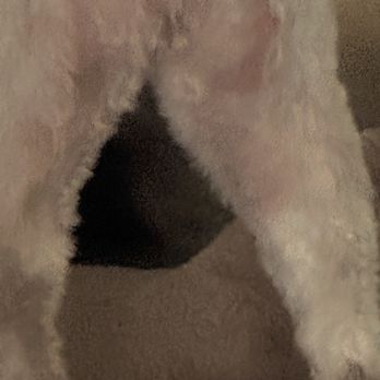 Bare Bones Dog Wash - Behind shaved and has a rash - Pet Groomers Near Me - Eugene, Oregon