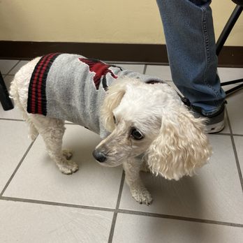 Dearborn Animal Clinic - Gabby - Veterinarians Near Me - Mission, Kansas Dearborn Animal Clinic - Gabby - Veterinarians Near Me - Mission, Kansas