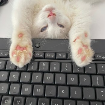 Fur Real Ragdolls - Hi - Pet Breeders Near Me Fur Real Ragdolls - Hi - Pet Breeders Near Me