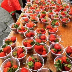NYU Strawberryfest - Strawberry fever