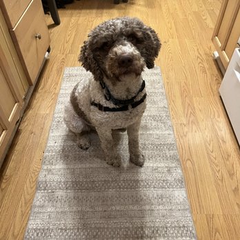 Jonathans DogCare - A picture of a dog named Luka who I take care of every month - Pet Boarding Near Me - Pacifica, California Jonathans DogCare - A picture of a dog named Luka who I take care of every month - Pet Boarding Near Me - Pacifica, California