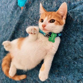 El Paso Animal Emergency - Veterinarians Near Me - El Paso, Texas El Paso Animal Emergency - Veterinarians Near Me - El Paso, Texas