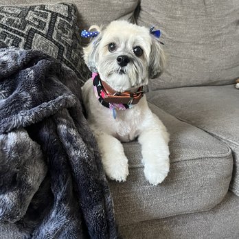 Club Mutt - Pet Groomers Near Me - Chino, California