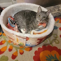 Modeling his collar and enjoying his new bed Modeling his collar and enjoying his new bed