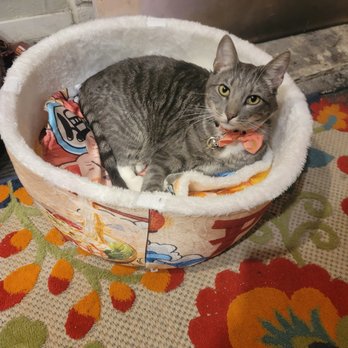 Dot Dot Bang - Modeling his collar and enjoying his new bed - Toy Stores Near Me - Frisco, Texas Dot Dot Bang - Modeling his collar and enjoying his new bed - Toy Stores Near Me - Frisco, Texas