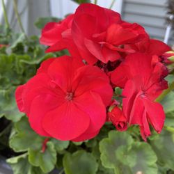 John Gasko & Son Farm And Greenhouse