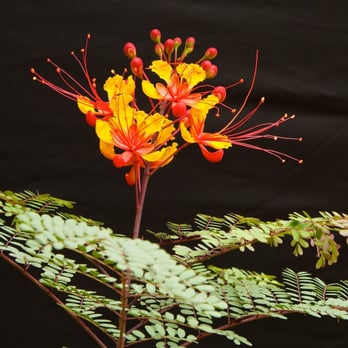 Alexander's Landscaping - The first bloom on the mexican bird of paradise or Peacock flower. - Landscaping Near Me