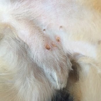 K9 Loft - Took my dog here for grooming. He was cut 3 times near and around his genitals. No explanation from K9. Not even a phone call. - Pet Groomers Near Me - Los Angeles, California