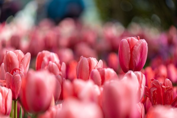 Skagit Valley Tulip Festival Headquarters by null