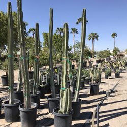 Yuma Nursery Supply