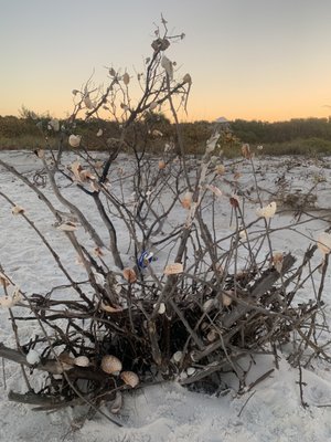 Caladesi Island State Park by null