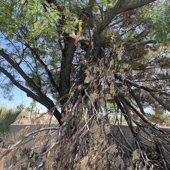 Herrera Landscape - Fallen tree - Landscaping Near Me Herrera Landscape - Fallen tree - Landscaping Near Me