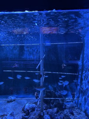 Key West Aquarium by null