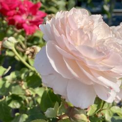 Canadian Tire - Shrubs, trees & perennials section beside the soil & ground options - July 2023