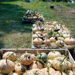 J L  Hall Farm