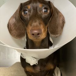 Pet Care Now