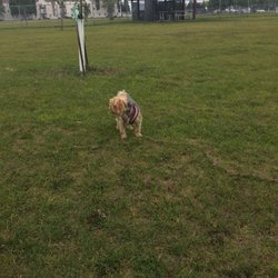 Village West Dog Park - Very large fenced area! This is the small dog side.